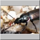 Poecilus cupreus - Laufkaefer 02b 10mm Teverener Heide.jpg